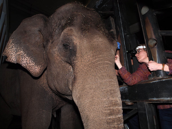 Zoo fits elephant with jumbo contact lens