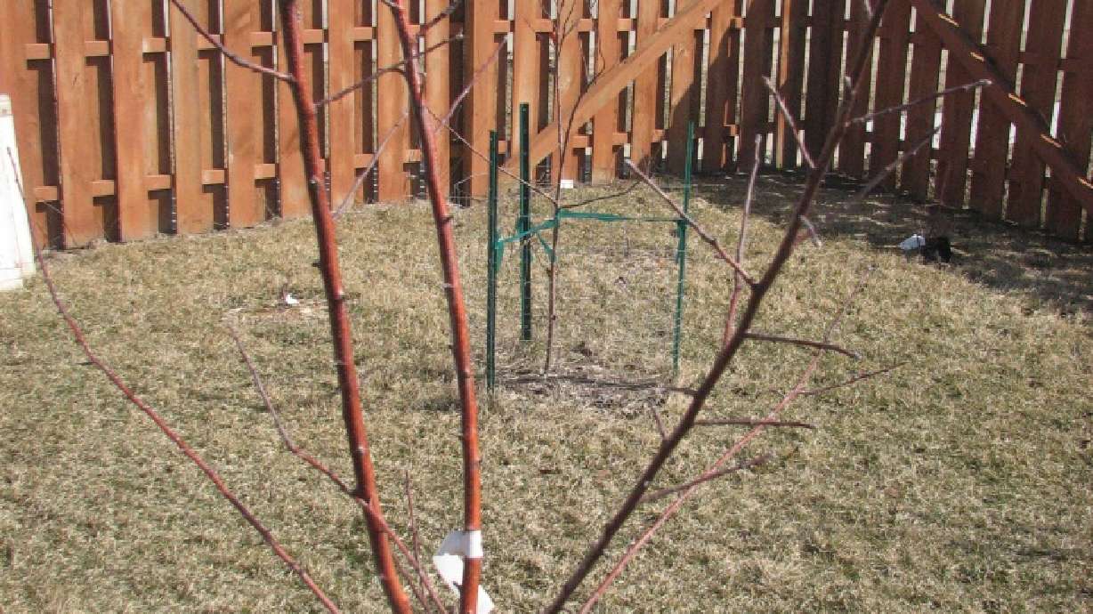 Learn The Correct Way To Prune Your Fruit Trees.