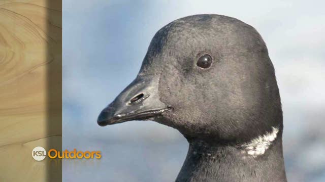 Utah Field Guide- Brant Goose