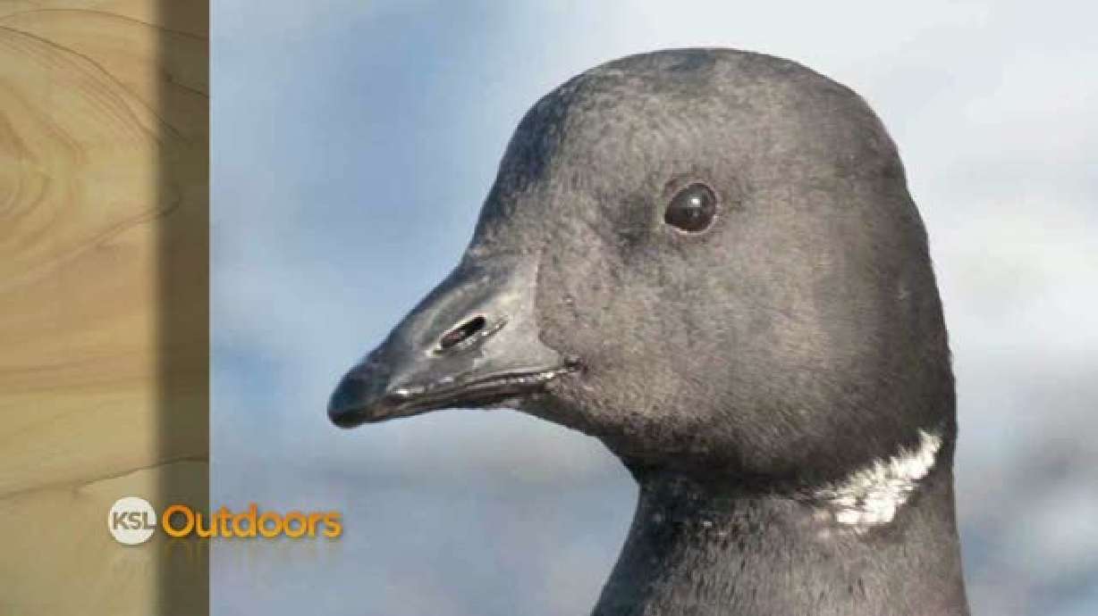 Utah Field Guide- Brant Goose