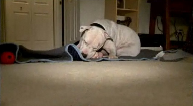 Max is an 85-pound Argentine Mastiff, a breed
known as a
hunting dog.