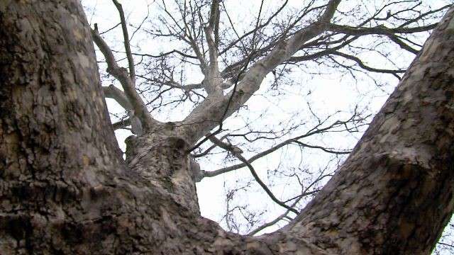 Salt Lake City forester Bill Rutherford says the trees have been punished by too little water in recent drought years. Then the last two years played a cruel trick by providing weather that was too wet.