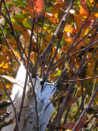 The ancient art of budding, or grafting