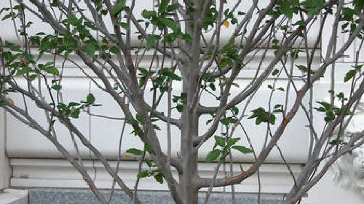 Fruit Tree Pruning & Budding and Grafting Classes