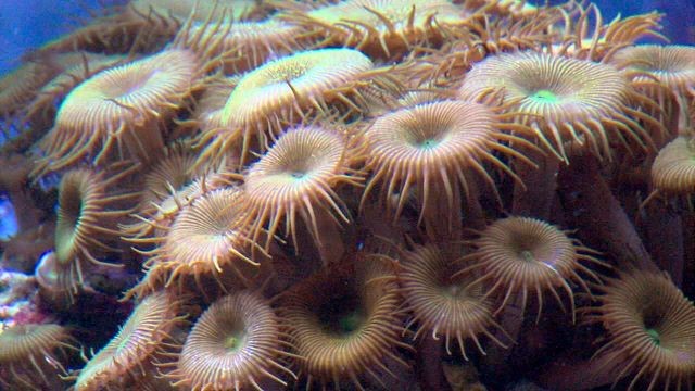 The living planet aquarium has moved and expanded once already, from The Gateway to a location in Sandy. It now has plans to move to Draper.