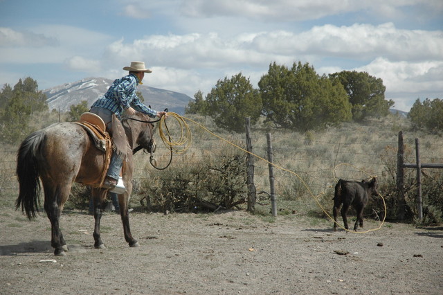 Local Della Ranches protect herd, environment