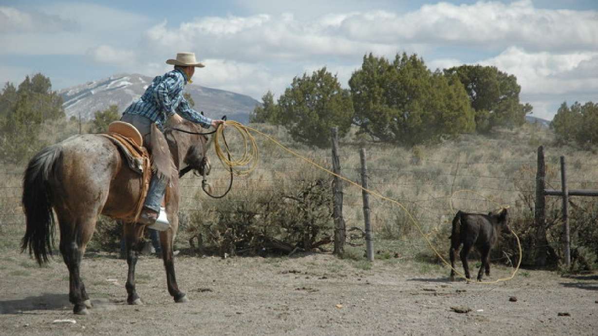 Local Della Ranches protect herd, environment