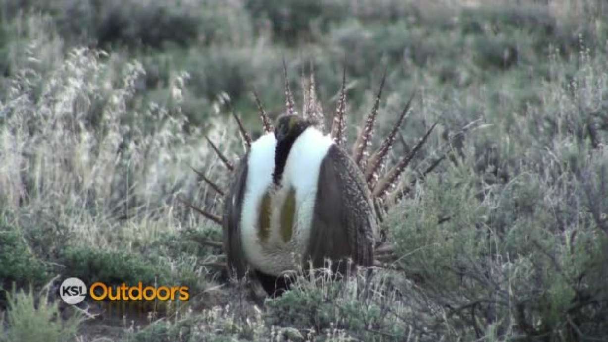 Utah Field Guide - Greater Sage-Grouse