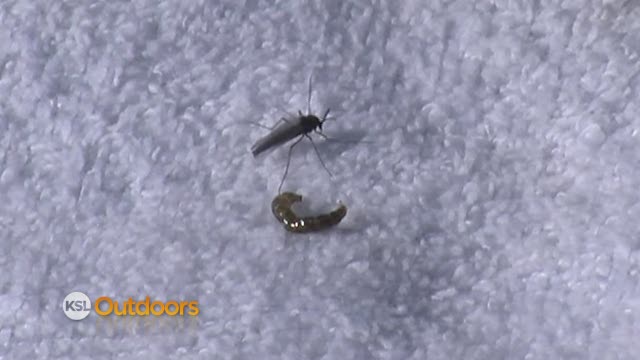 Fish Tech Fishing Report for 3/3/12