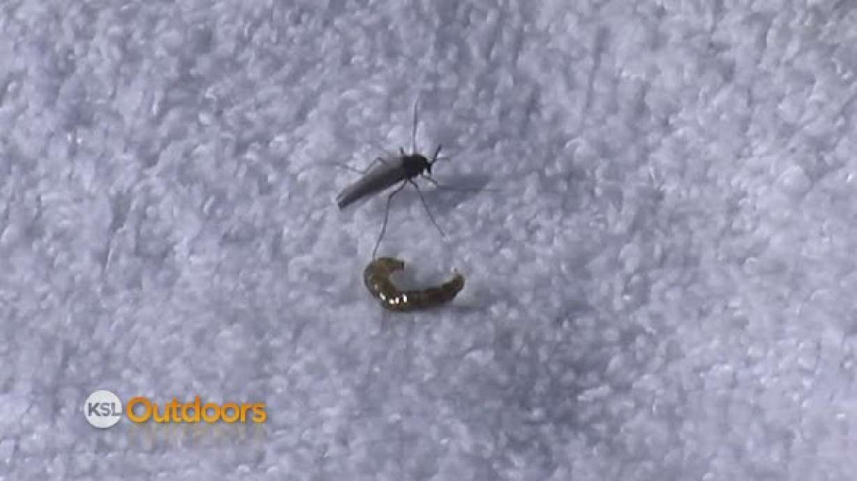 Fish Tech Fishing Report for 3/3/12