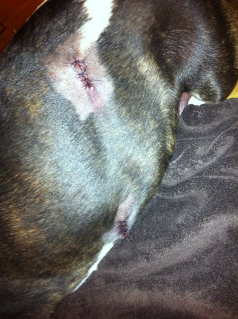 The injuries sustained when the bull terrier was shot are shown here. Miraculously, no vital organs were hit by the bullet.