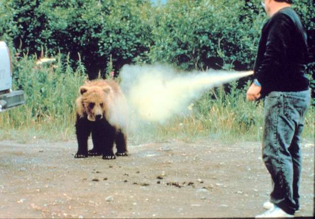 Bear spray is more effective than guns in both deterring attacks, protecting humans, and saving bears lives, according to several studies by BYU professor Tom Smith.