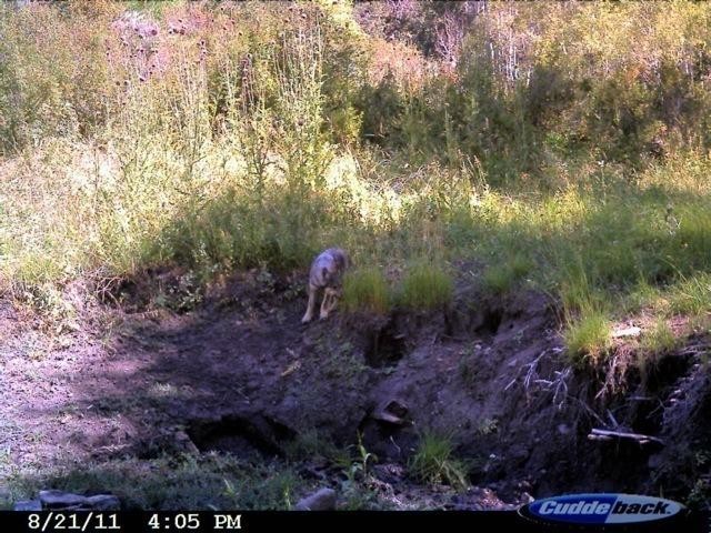 Search turns up tracks, but no wolves