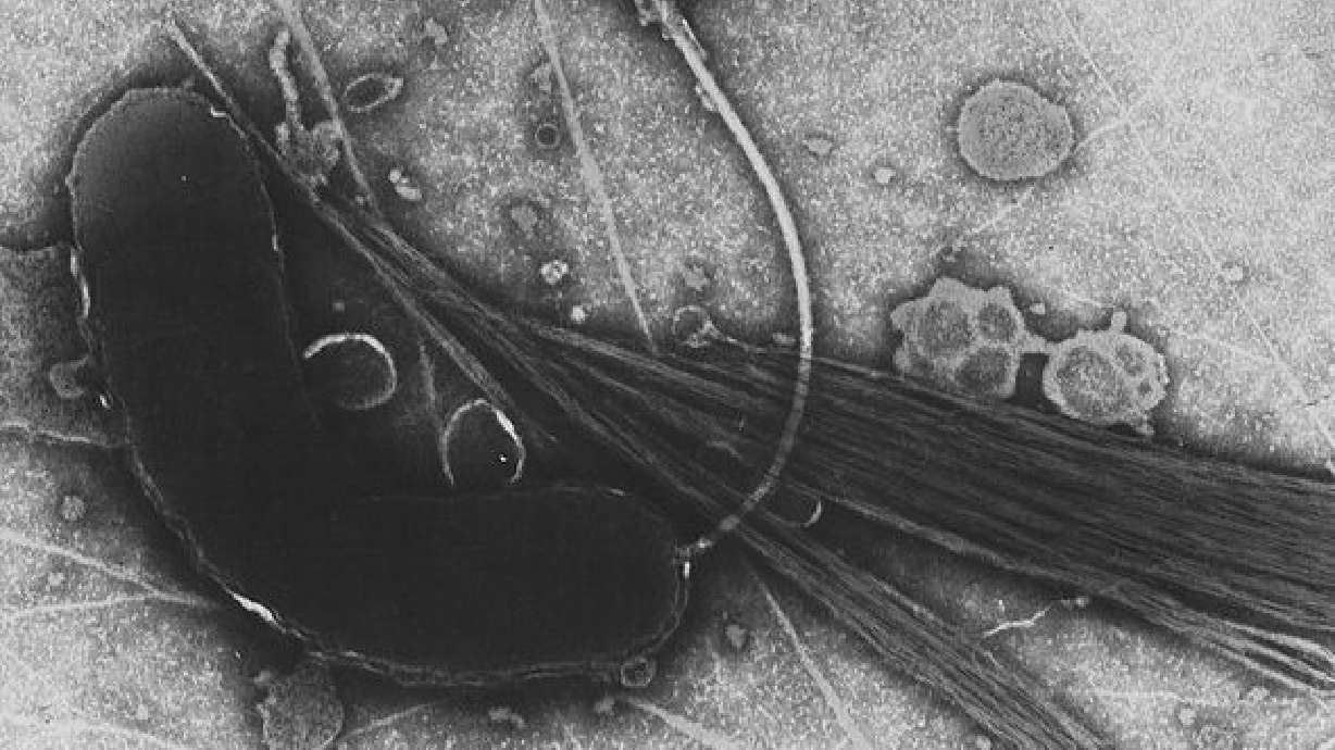 Natural bacteria help clean BP oil spill
