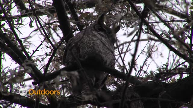 Utah Field Guide - Great Horned Owl