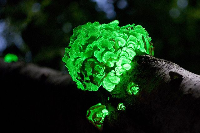 Why do some organisms glow?