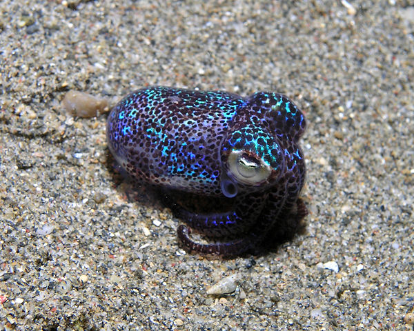 Many marine organisms, like this bobtail squid, use bioluminescent bacteria in order to hide their silhouette when seen from below, thus evading predators.
