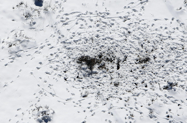Tracks show in the snow in Spanish Fork Canyon, Tuesday, March 20, 2012. If a sighting were confirmed, it would be the first wolf-pack known to be active in Utah for nearly a century.