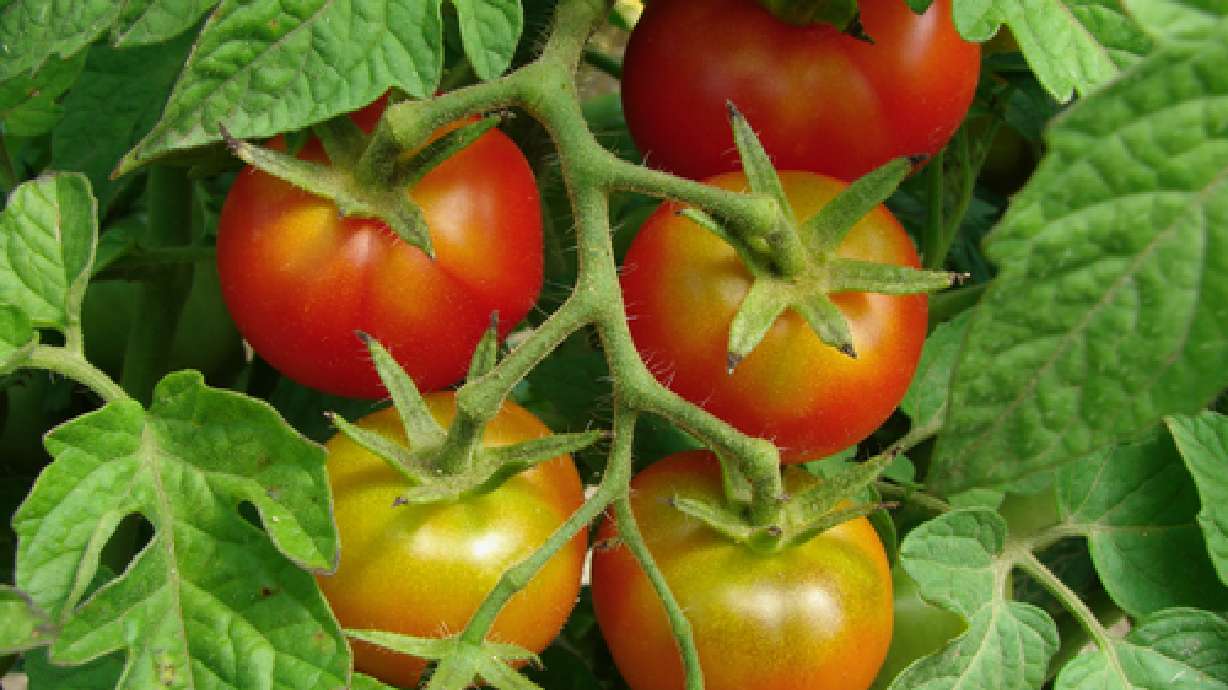 Teen gardener donates 1,500 pounds of produce