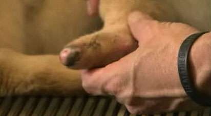 Veterinarian Kent Bruner thinks the umbilical cord got wrapped around Pirelli's foot and caused that foot to not have a normal blood supply.