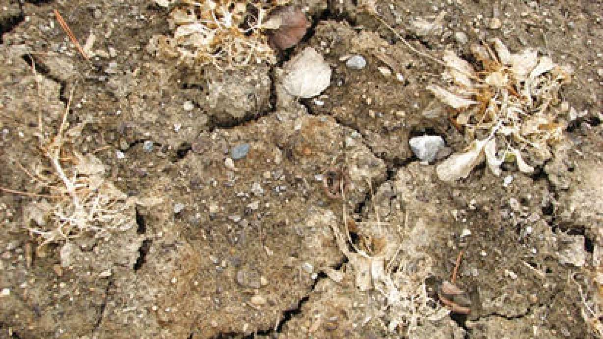 Preventing winter kill is best way to protect plants