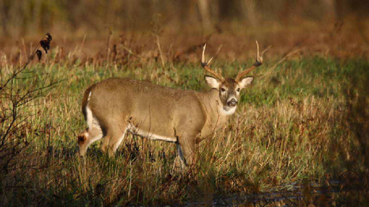 Fewer fall buck deer permits available than last year