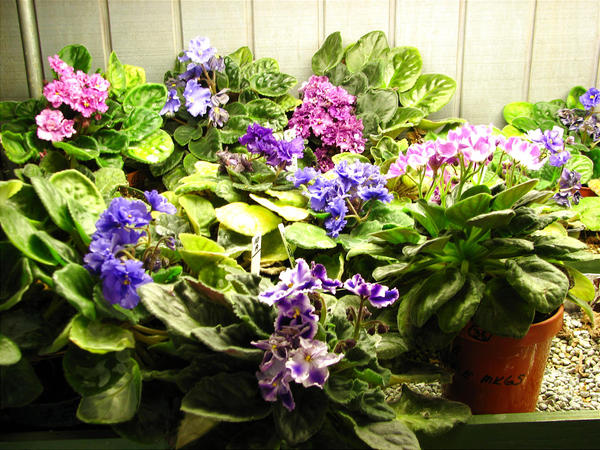 Horticultural Hotties