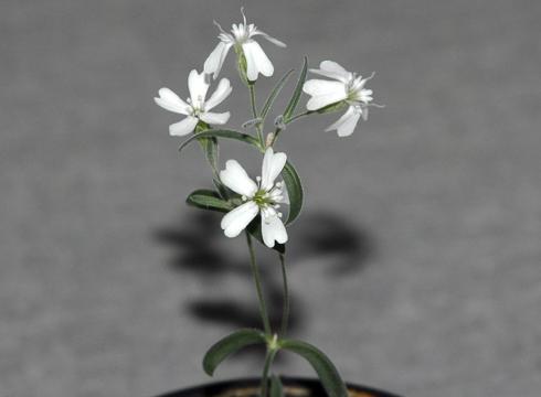 30,000-year-old flower revived thanks to squirrel 