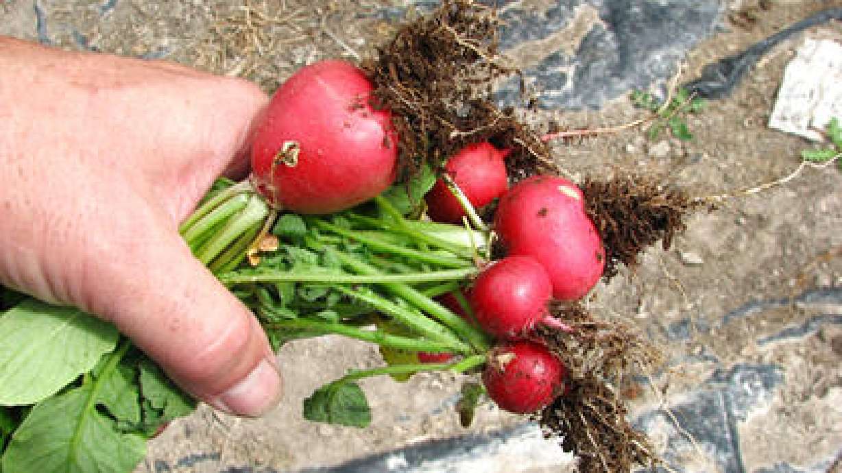 How To Grow Semi-Hearty Vegetables