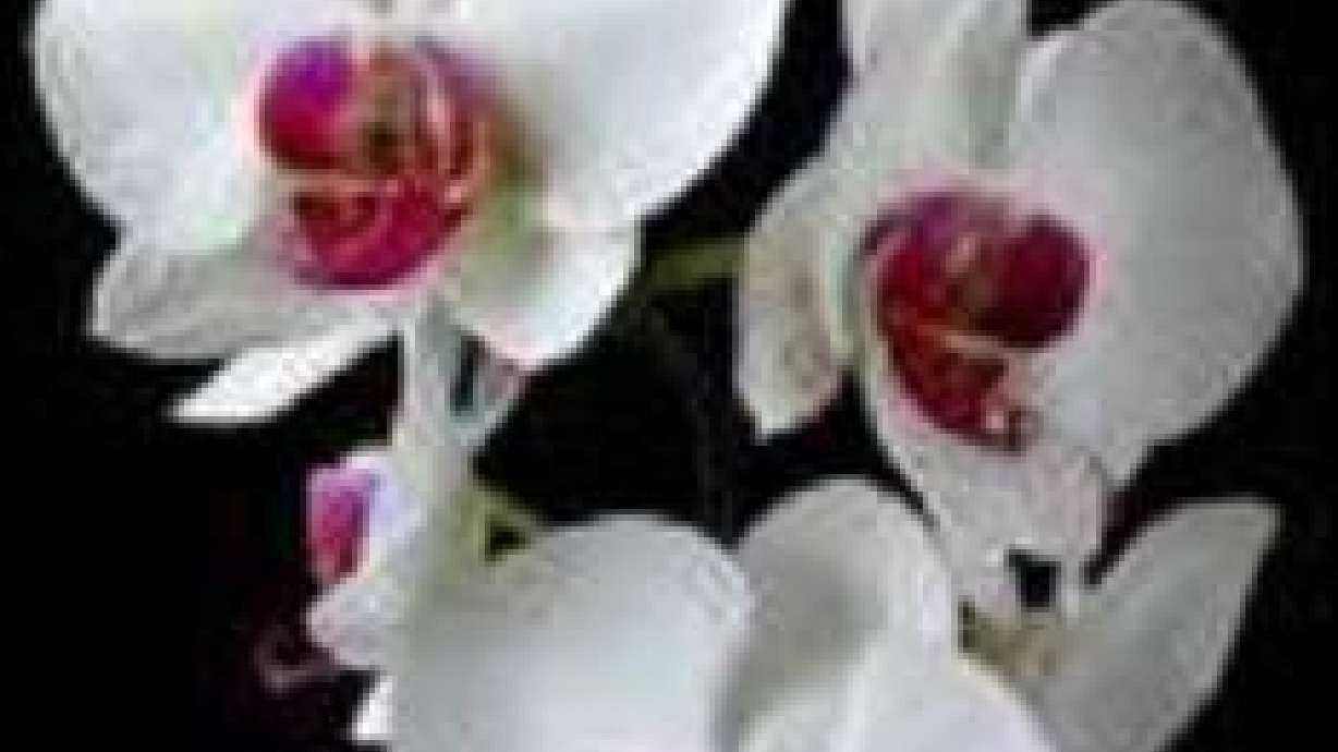 The Utah Orchid Society Show