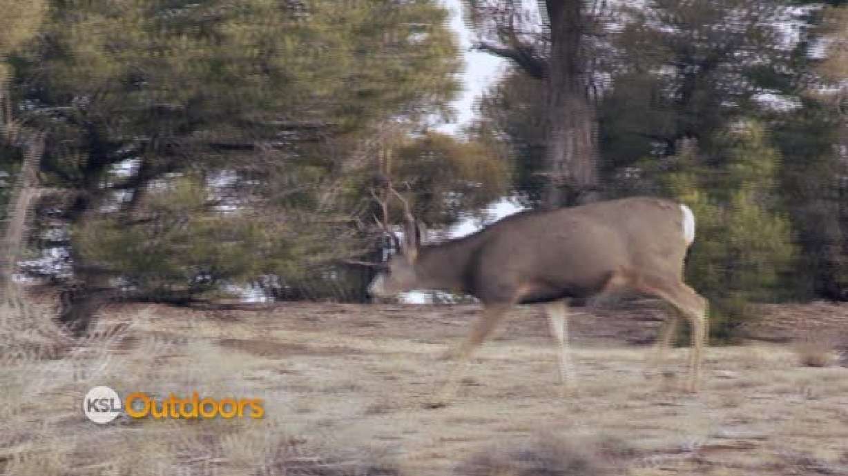 Important info for deer hunters