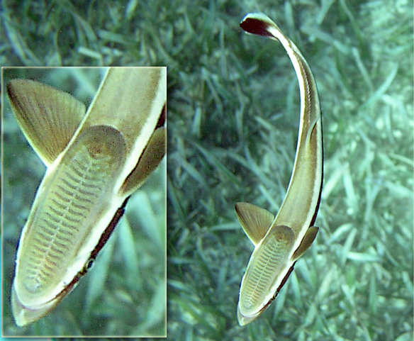 Curious remora: Hitchhiker of the seas