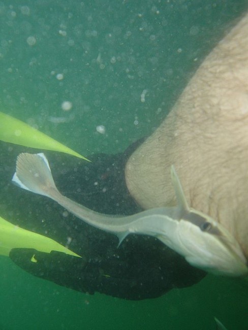 The remora will attach itself to divers and snorkelers on occasion. They can be removed by gently sliding the fish forward.