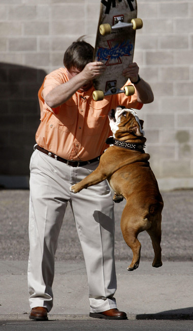 Jim Wright's dog, Decker, goes crazy at the sight of his skateboard in Salt Lake City on Wednesday, April 11, 2012. Decker is also the face of Dr. Hess Udder Ointment. He has been skateboarding since he was 5 months old. (Photo: Laura Seitz, Deseret News)