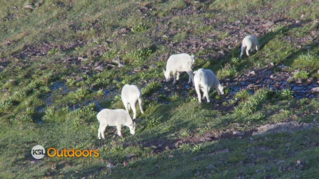 Utah Field Guide - Mountain Goat