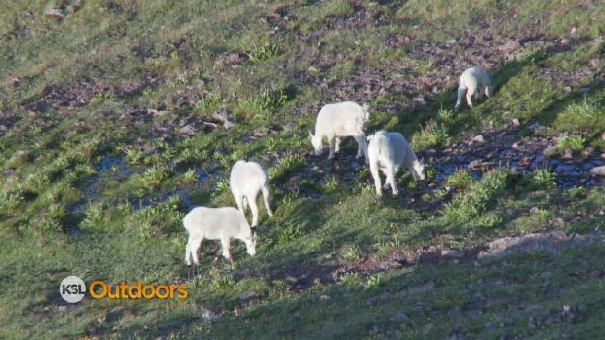 Utah Field Guide - Mountain Goat