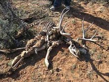 San Juan County poaching case goes unsolved