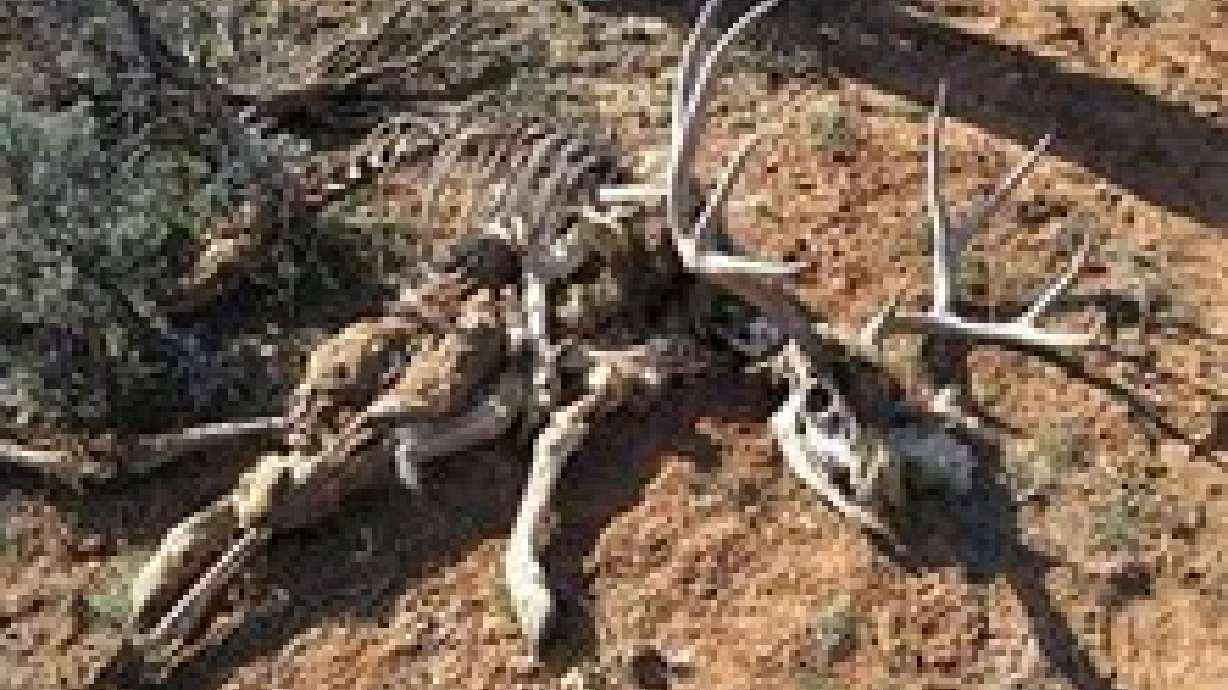 San Juan County poaching case goes unsolved