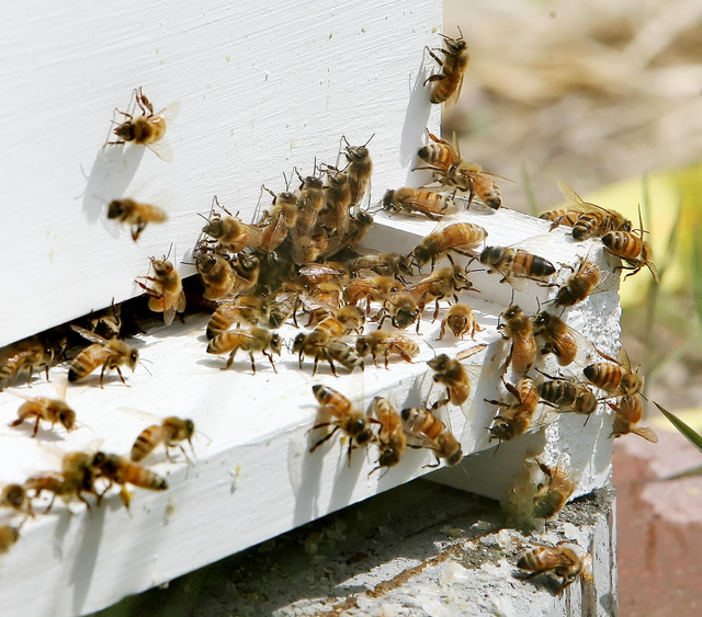 Saratoga Springs rethinking class-Bee misdemeanor