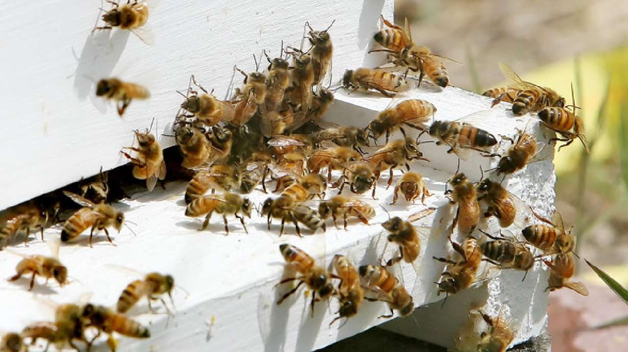 Saratoga Springs rethinking class-Bee misdemeanor