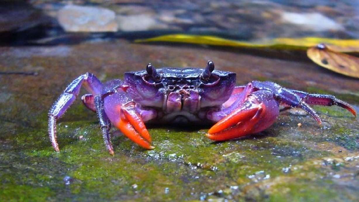 Purple crabs, exploding meteors and zombie microbes