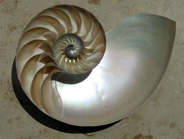 The spiraled shell of the nautilus is the exception to the rule. Its shell increases in size with each segment, each spiral growing larger by a factor of φ.