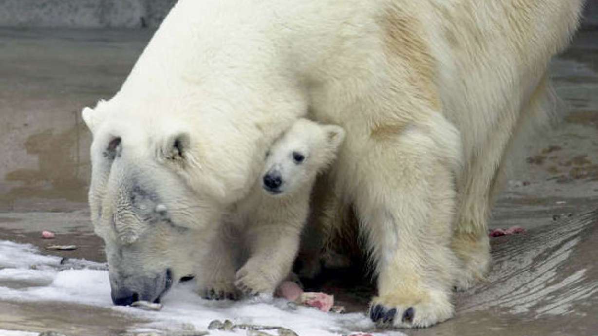 Scientists say the synthetic fabric, inspired by polar bear fur, is lighter and warmer than cotton Scientists say the synthetic fabric, inspired by polar bear fur, is lighter and warmer than cotton