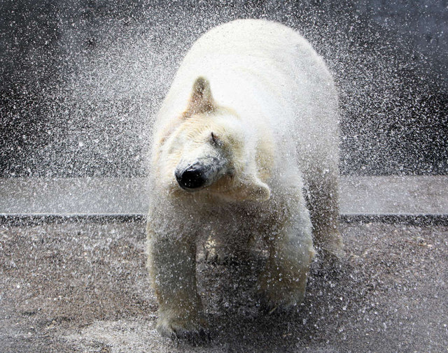 Hogle Zoo welcomes Rizzo: first polar bear in 9 years