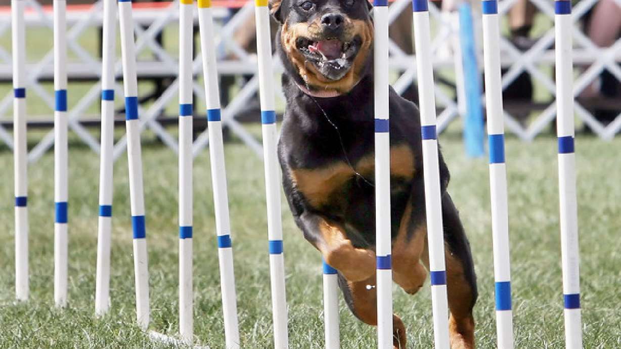 Local happenings from strutting dogs to archaeology activities