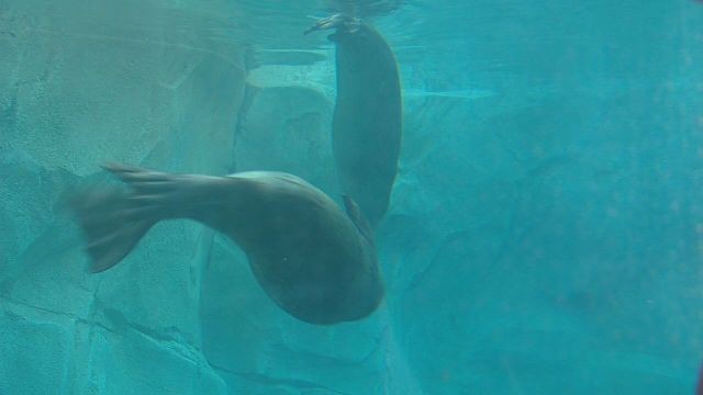 Bears, seals, otters, oh my! Hogle Zoo welcomes new animals