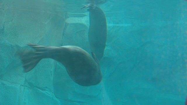 Bears, seals, otters, oh my! Hogle Zoo welcomes new animals