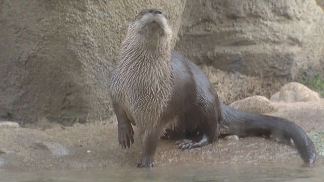 Bears, seals, otters, oh my! Hogle Zoo welcomes new animals