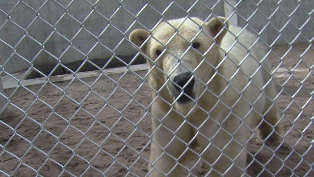 Bears, seals, otters, oh my! Hogle Zoo welcomes new animals