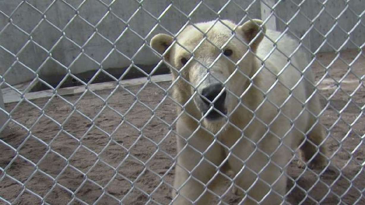 Bears, seals, otters, oh my! Hogle Zoo welcomes new animals